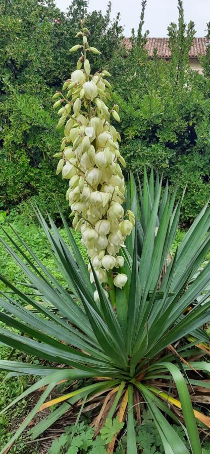Il Giardino Del Gallo Cherasco Esterno foto