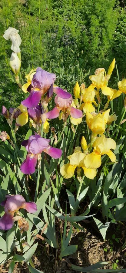 Il Giardino Del Gallo Cherasco Esterno foto