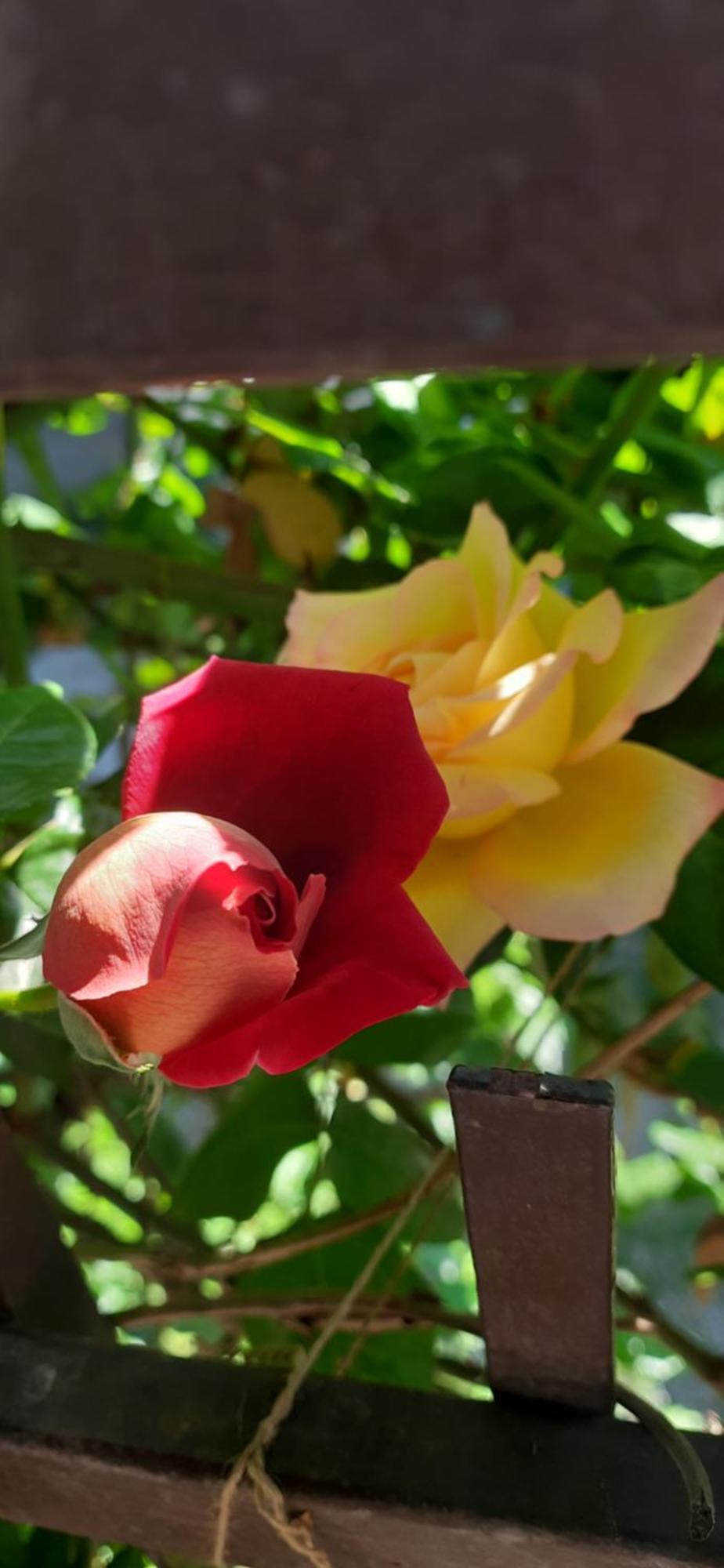 Il Giardino Del Gallo Cherasco Esterno foto