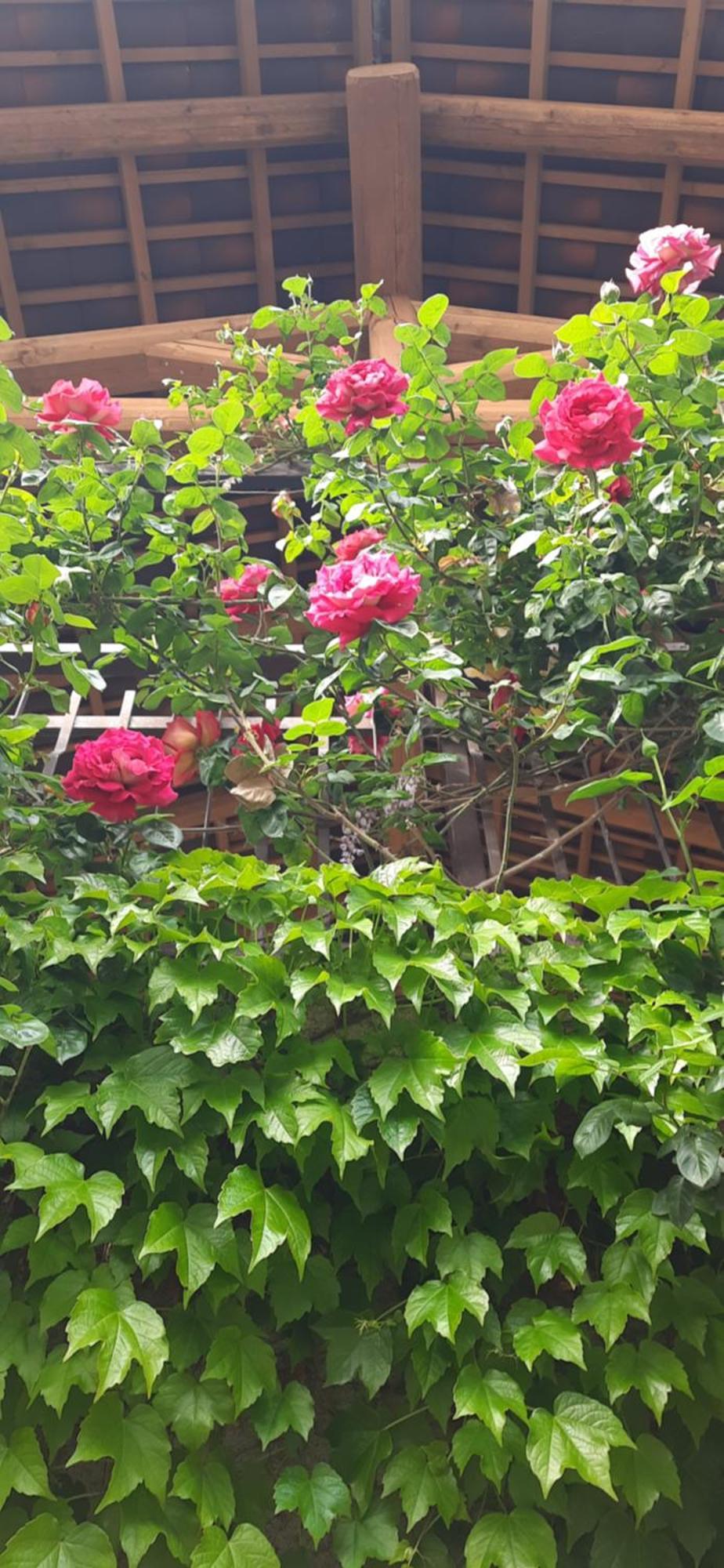 Il Giardino Del Gallo Cherasco Esterno foto