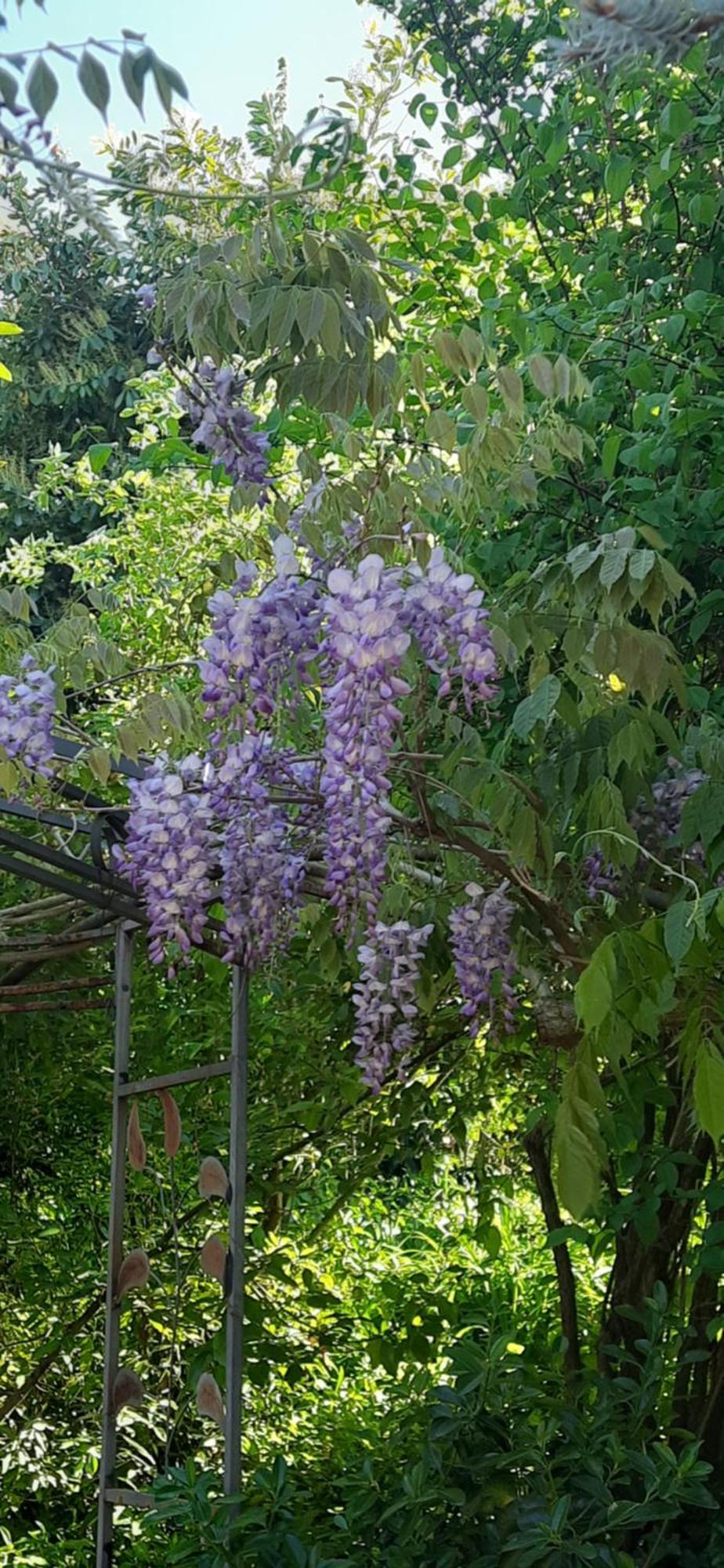 Il Giardino Del Gallo Cherasco Esterno foto